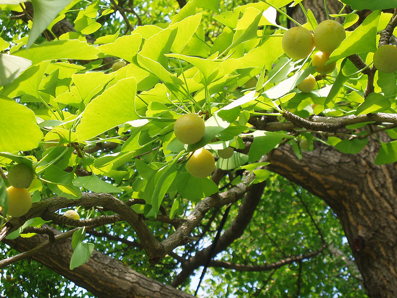 american-acupuncture-ginkgo-biloba
